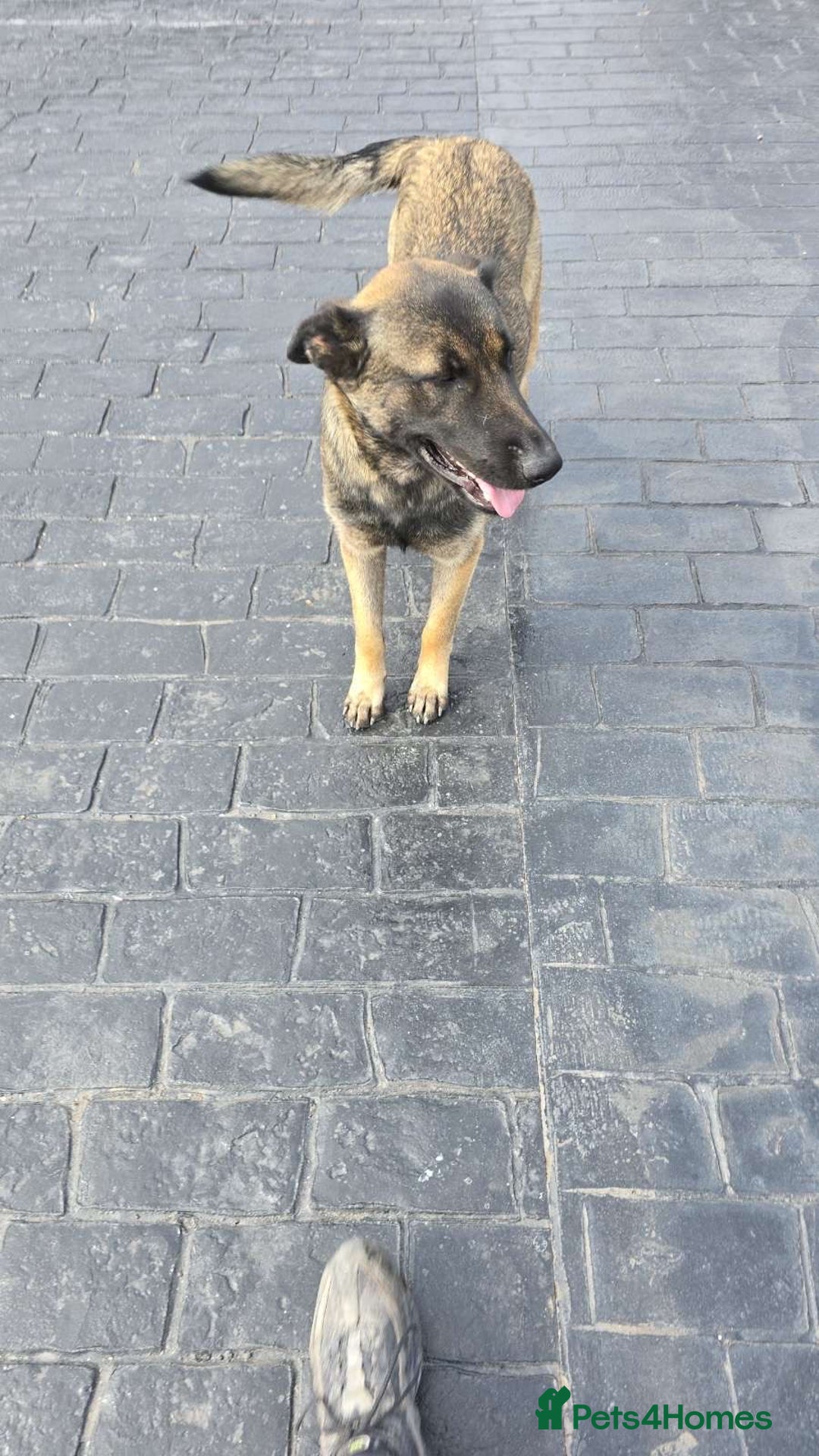 German Shepherd dogs for sale: German Shepherd  - Image 1