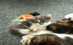 Mixed Breed cats for sale: Kittens for sale - Image 13