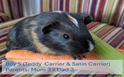 Guinea Pig rodents for sale: Teddy (& teddy satin carrier) guinea pigs for sale - Image 12