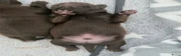 Griffon Bruxellois dogs for sale: Three chocolate boys  - Advert 5