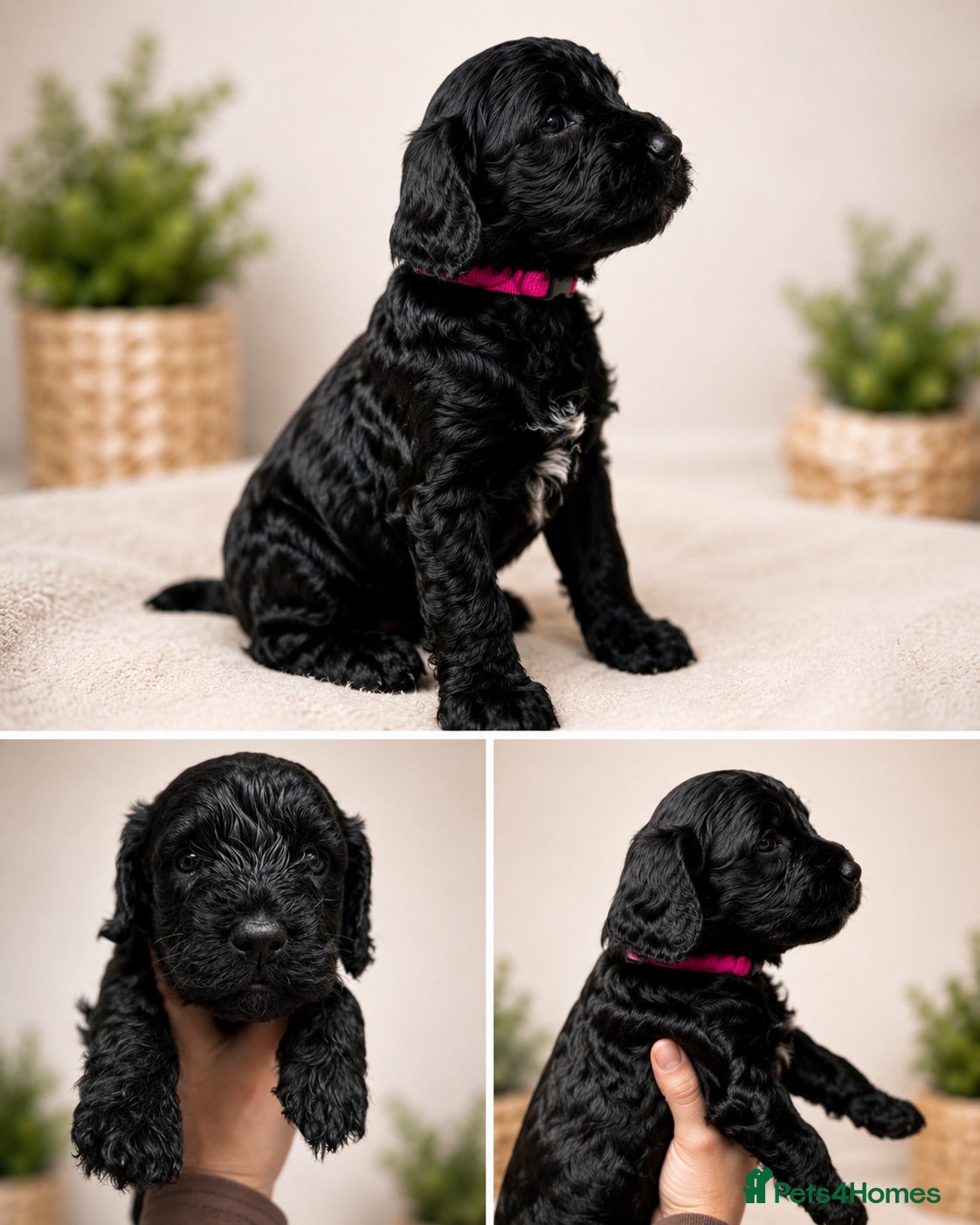 Cockapoo dogs Health Tested , KC Parents – F1 Cockapoos - Advert 1