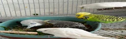 Budgerigars birds for sale: Young budgies for sale - Advert 9