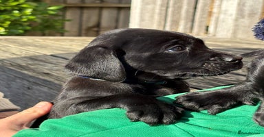Labrador Retriever dogs - Advert 9