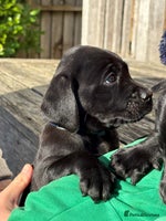 Labrador Retriever dogs - Advert 2