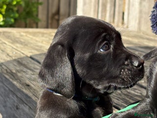 Labrador Retriever dogs - Advert 8