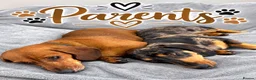 Miniature Dachshund dogs for sale: Adorable Miniature Dachshund Puppies - Advert 3