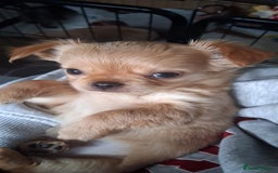 Chihuahua dogs for sale: Stunning Babies looking for forever 5* homes - Image 7