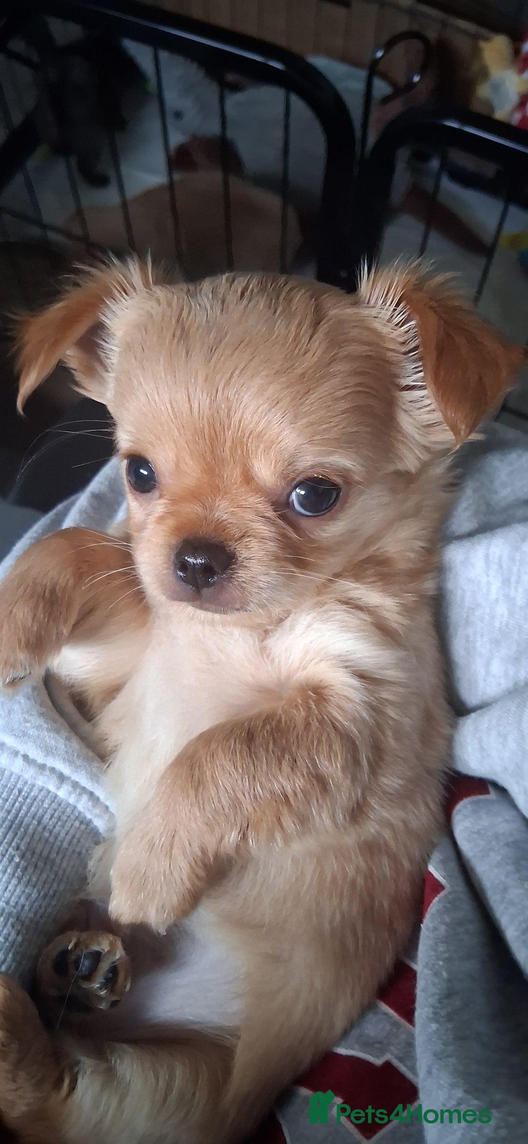 Chihuahua dogs for sale: Stunning Babies looking for forever 5* homes - Image 7
