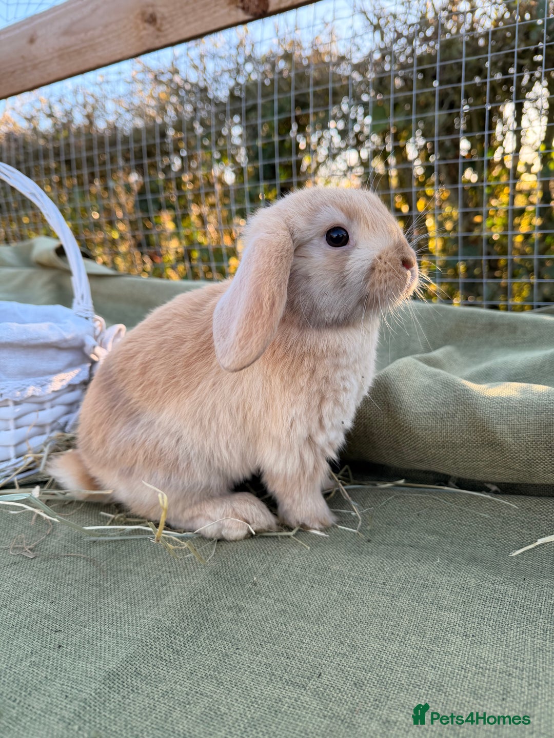 Mini Lop rabbits for sale: Mini Lop bunnies  - Advert 13
