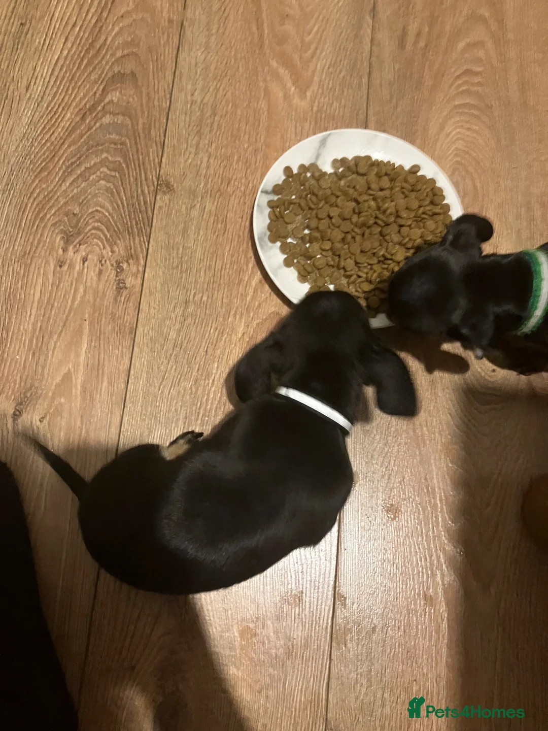 Chiweenie dogs for sale: 5 Chiweenies for Sale  - Advert 2