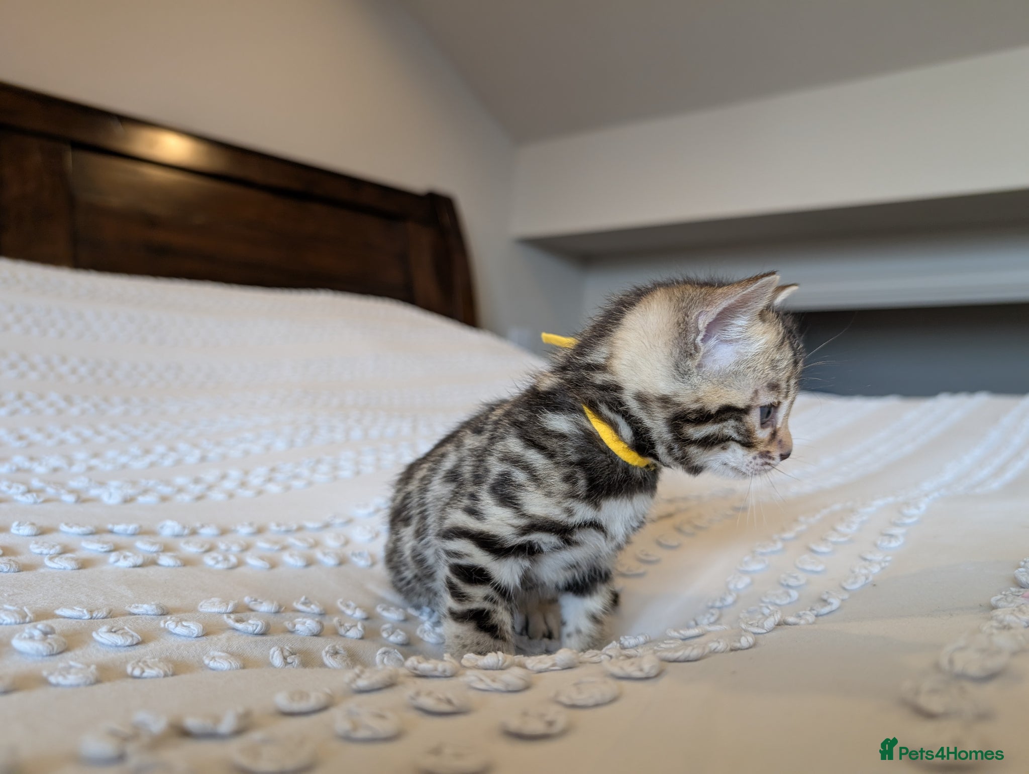 Bengal cats 🖤🤎🤍 ADORABLE BENGAL KITTENS 🤍🤎🖤 - Advert 2