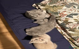 British Shorthair cats for sale: 3 beautiful British Shorthair Kittens  - Advert 1