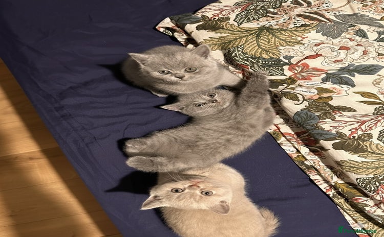British Shorthair cats 3 beautiful British Shorthair Kittens  - Advert 1