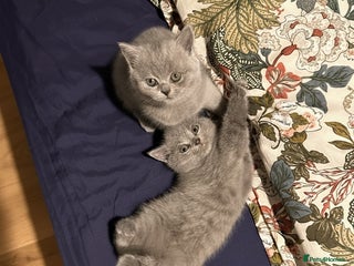 British Shorthair cats 3 beautiful British Shorthair Kittens - Advert 1