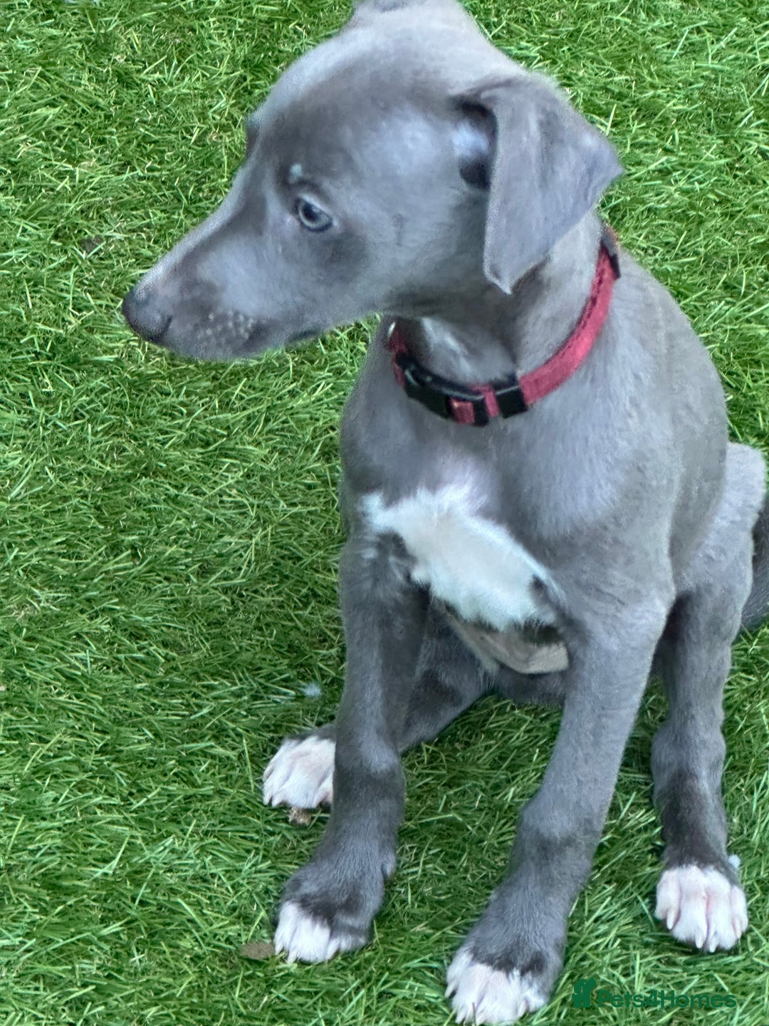 Whippet dogs for sale: Kc reg whippets Hear and eye tested parents  - Image 33