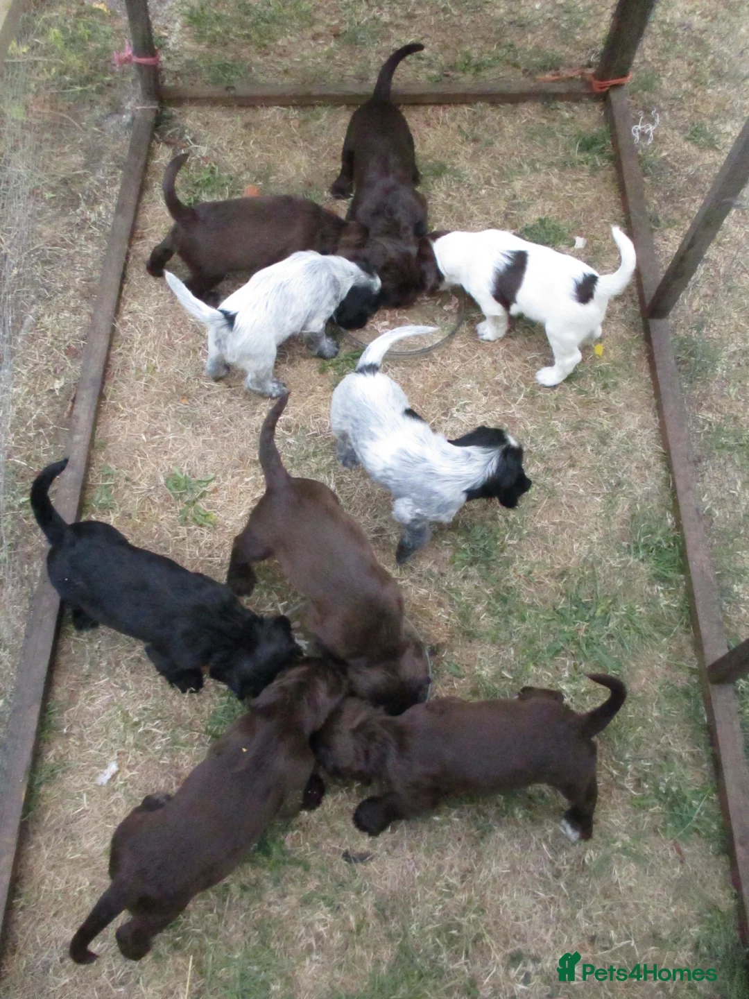 Cocker Spaniel dogs for stud: Working Cocker at Stud .Dorset in Dorchester - Advert 9