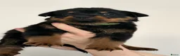 Rottweiler dogs for sale: Only 4 Beautiful Rottweiler Pups Ready in 2 weeks  - Advert 29