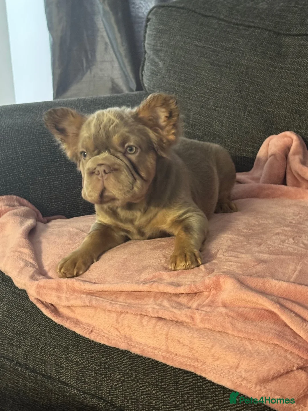French Bulldog dogs for sale:  **  Fluffy French Bulldog  in London - Advert 1