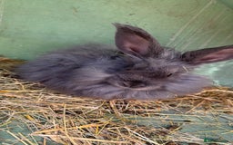 Angora rabbits for sale: Two male angora rabbits for sale £100 each  - Image 4