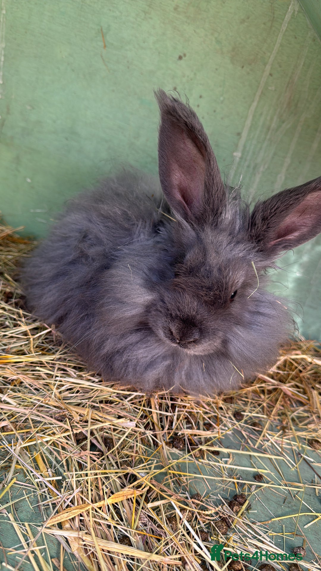 Angora rabbits for sale: Two male angora rabbits for sale £100 each  - Image 4