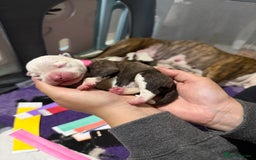 Mixed Breed dogs for sale: American bulldog cross Staffy pups - Image 19