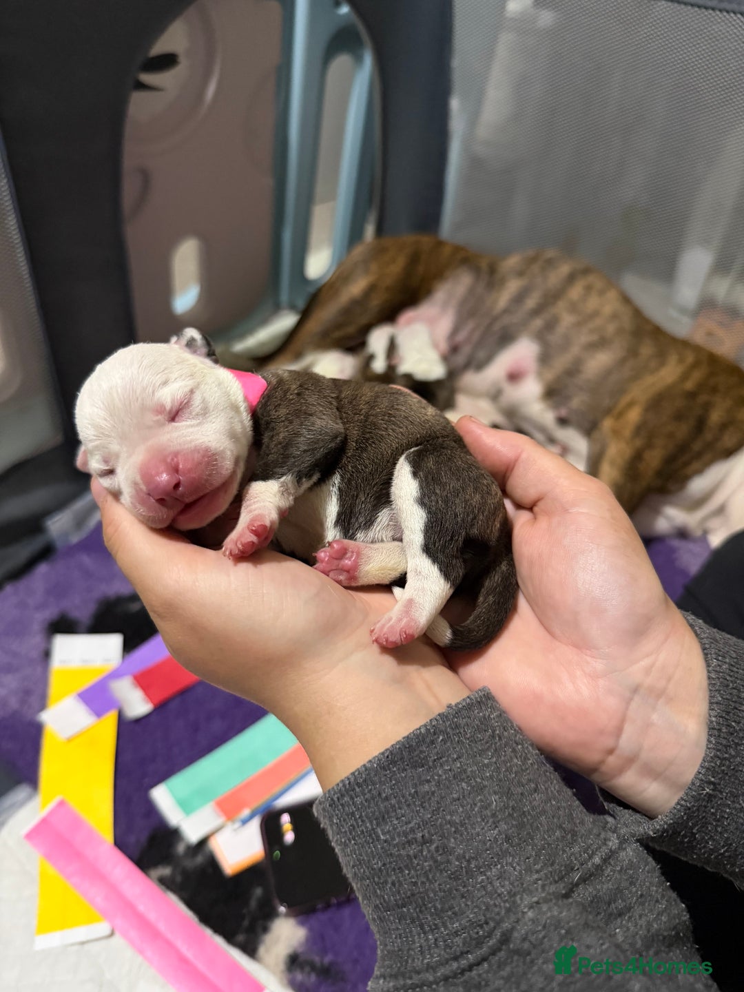 Mixed Breed dogs for sale: American bulldog cross Staffy pups - Image 19