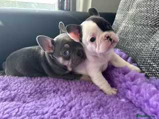 French Bulldog dogs STUNNING FRENCH BULLDOG PUPPIES - Advert 4
