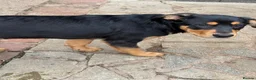 Rottweiler dogs for sale: Last 3 puppies of litter - Advert 7