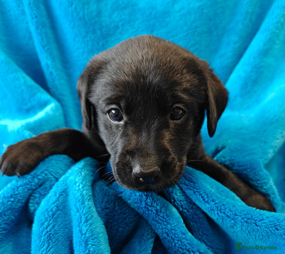 Labrador Retriever dogs for sale: Stunning KC registered fully health tested puppies - Image 16