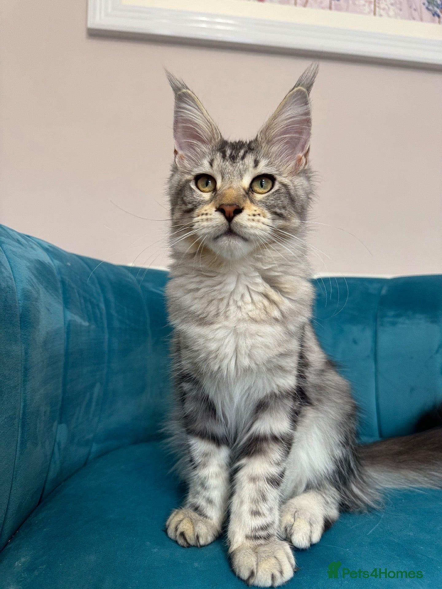 Maine Coon cats TICA Pedigree Registered Maine Coon Kittens - Advert 1