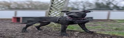 Mixed Breed dogs for adoption: Captain - Advert 2