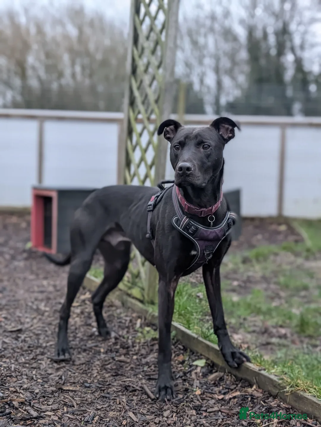 Mixed Breed dogs for adoption: Captain - Advert 2