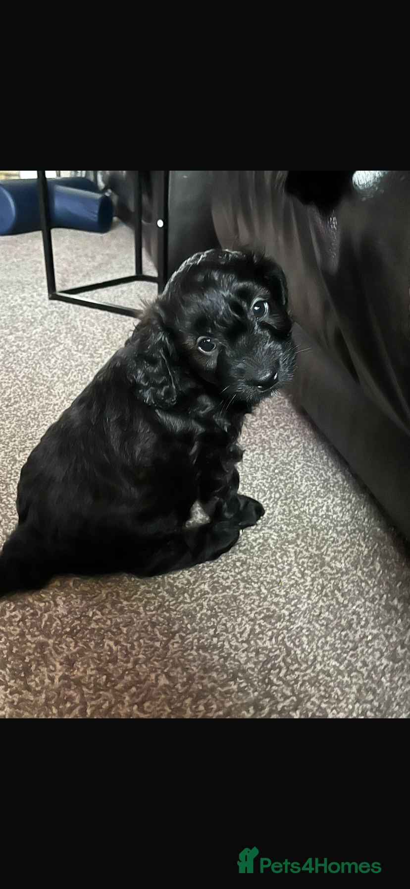 Cavapoo dogs Stunning cavapoo pups  - Advert 5