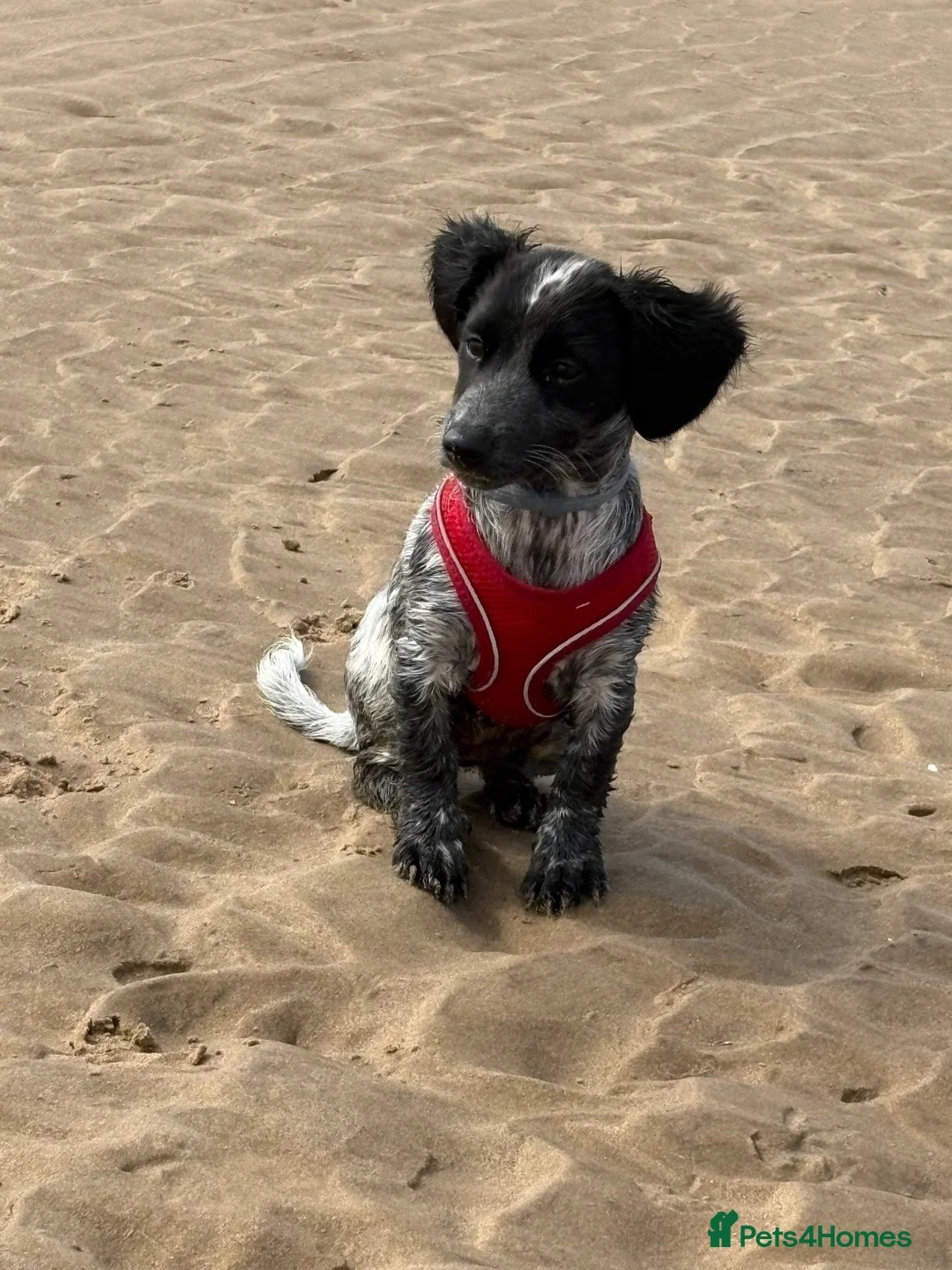 English Springer Spaniel dogs for sale: 3 month old springer spaniel in Gainsborough - Advert 3