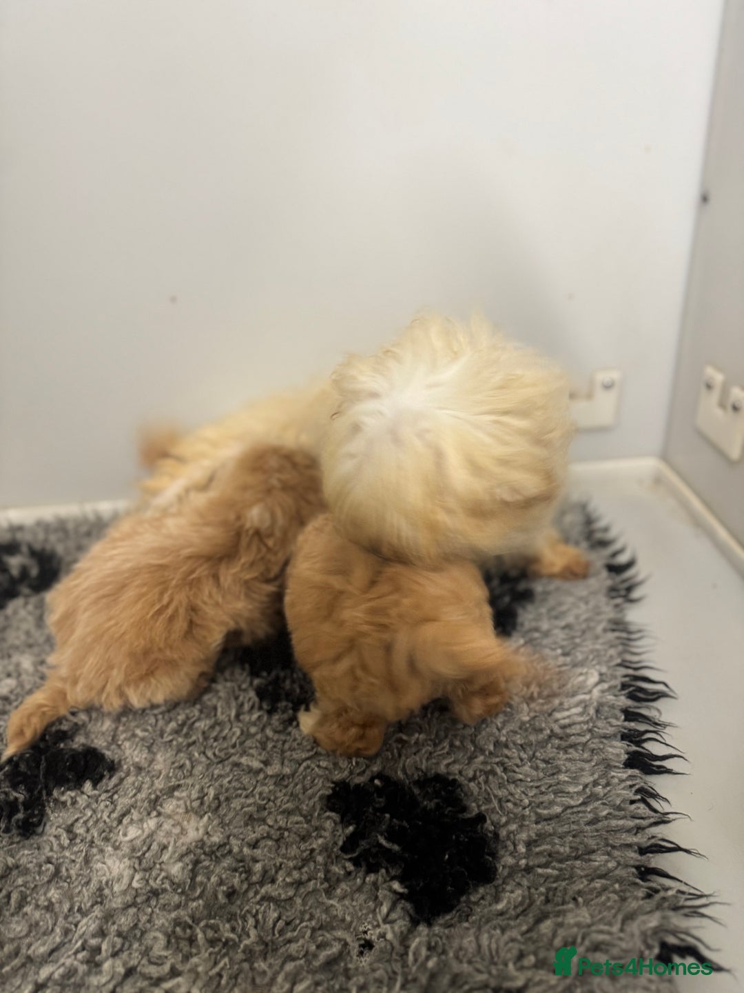 Maltipoo dogs for sale: 5⭐️ Licensed breeder. Tiny maltipoo puppies - Image 13