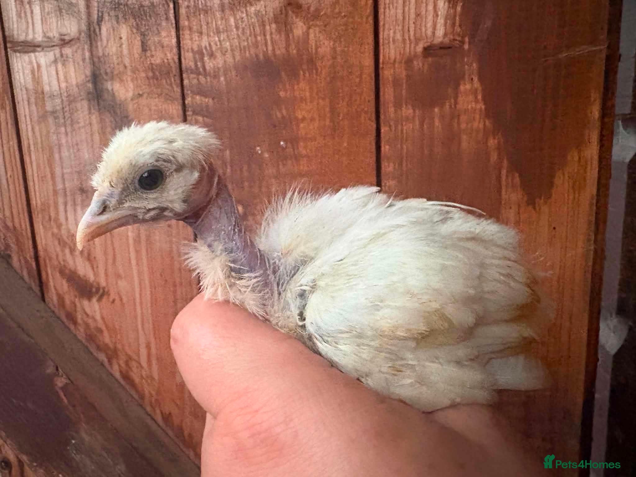 Chickens poultry Feather and crest hobby poultry! 🐥  - Advert 12