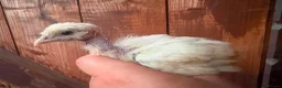 Chickens poultry for sale: Feather and crest hobby poultry! 🐥  - Advert 2
