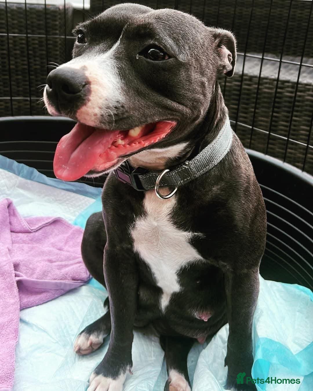 Staffordshire Bull Terrier dogs for sale: Blue and white stafffordshire terrier puppies - Image 8
