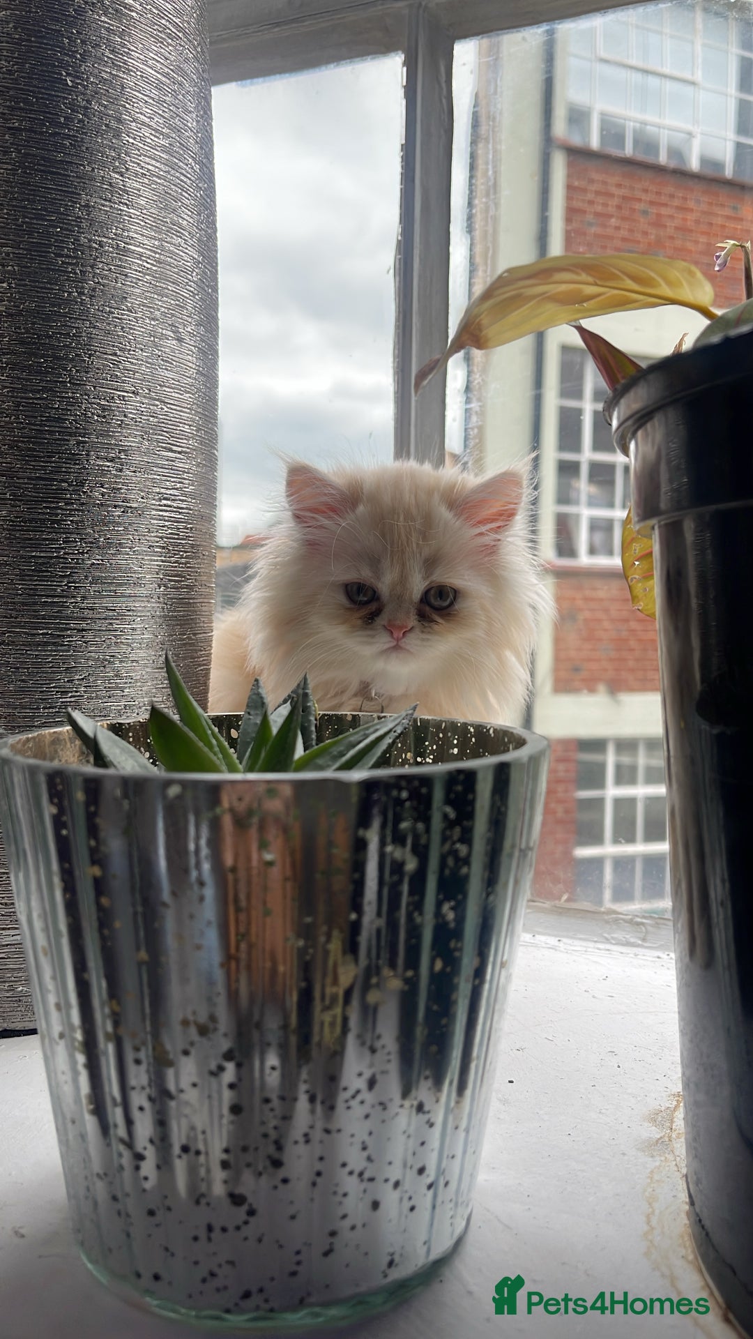 Persian cats for sale: Exotic doll face Persian kittens  - Image 8