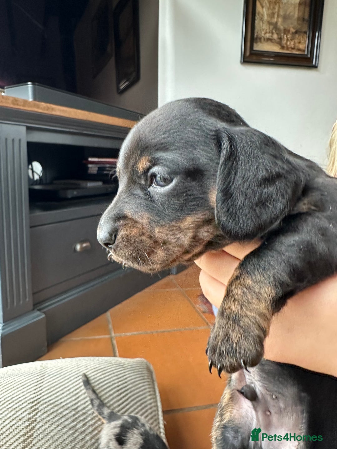 Miniature Dachshund dogs for sale: Ready Soon - Gorgeous KC Reg. Miniature Dachshund - Advert 11