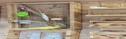 Budgerigars birds for sale: Budgies - Advert 5