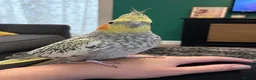 Cockatiels birds for sale: Male and female cockatiel  - Advert 11