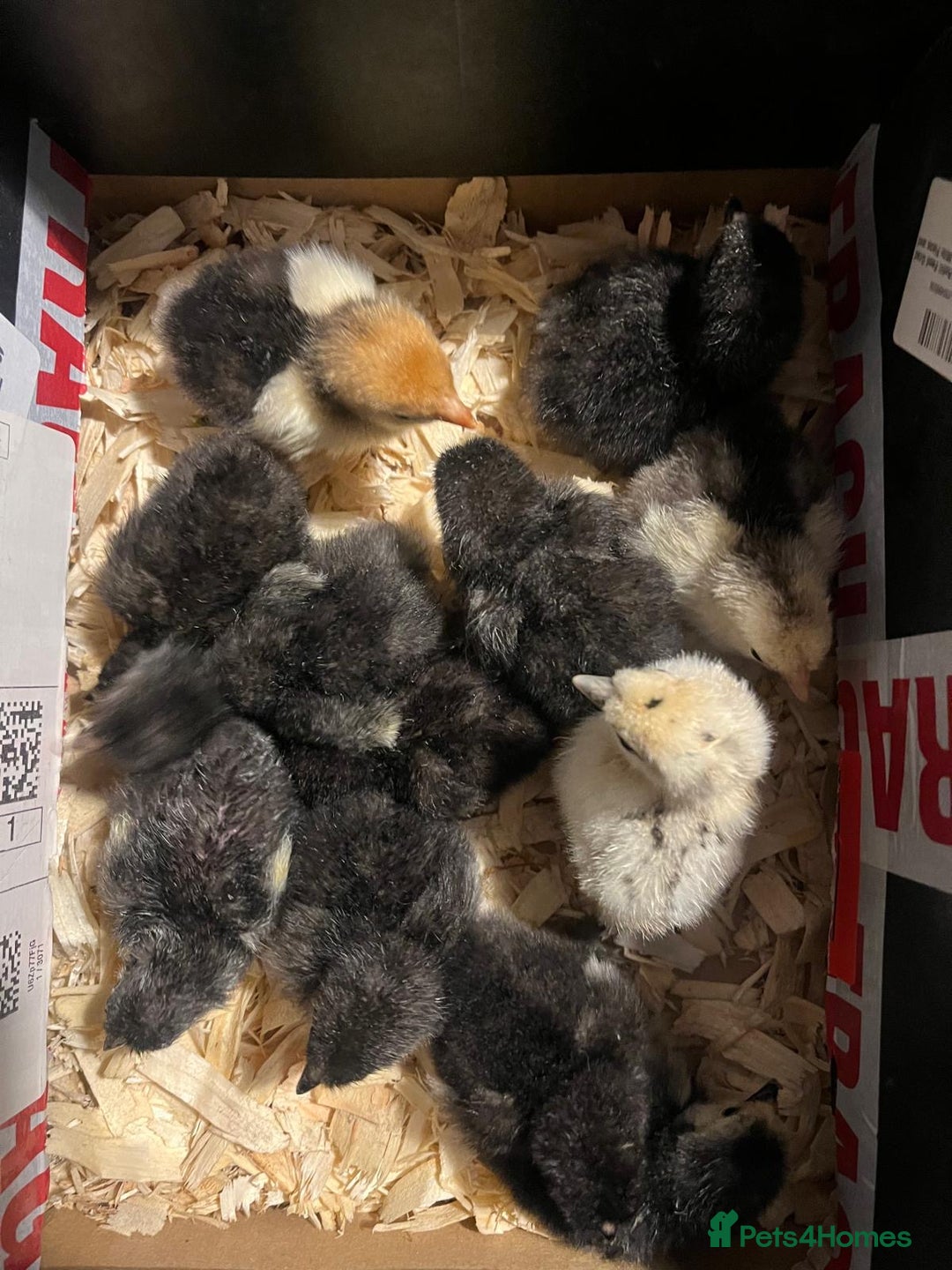 Chickens poultry for sale: MIXED HATCHING EGGS - Pekin, Silkie, Pekin/Silkie - Advert 11