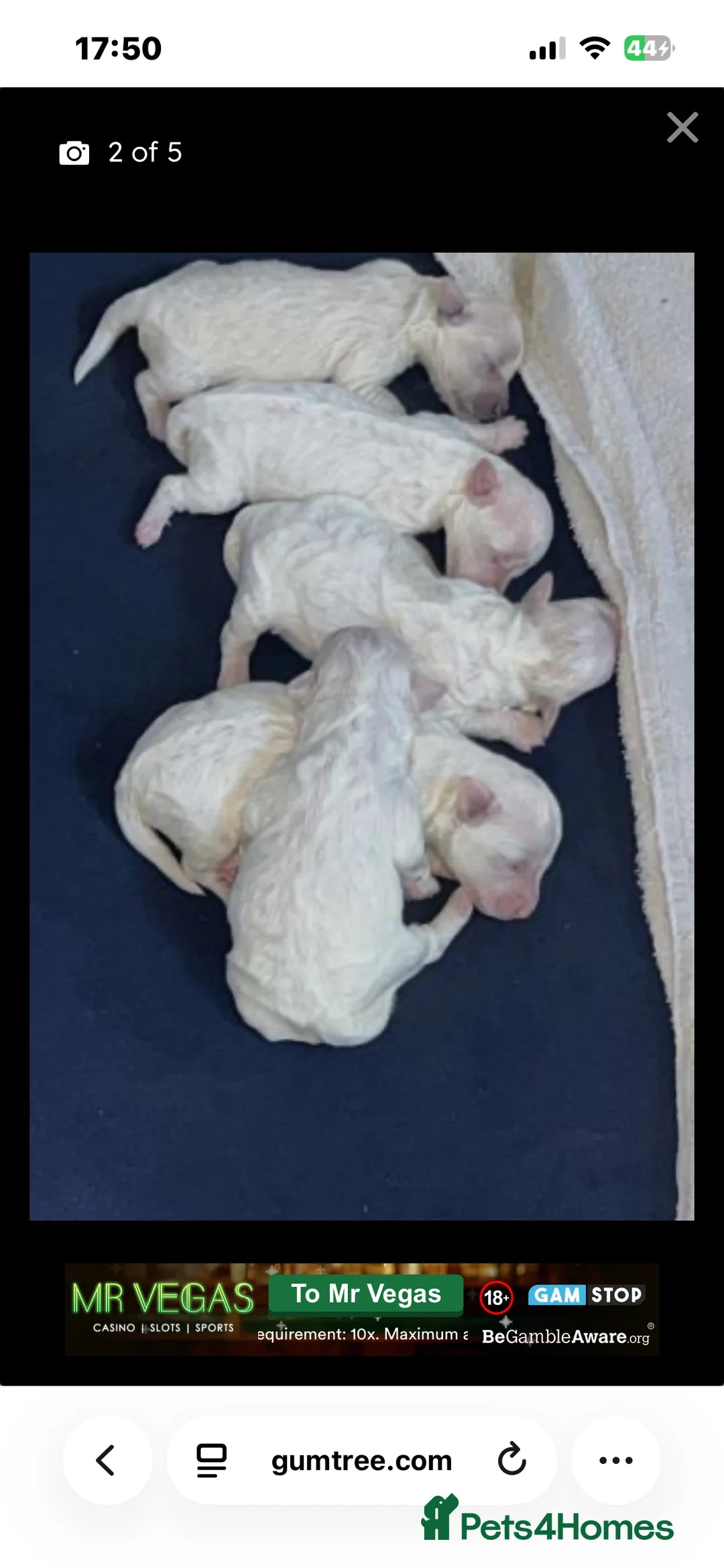 Bichon Frise dogs for sale: Bichon frise in Airdrie - Advert 2