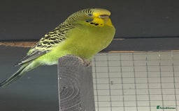 Budgerigars birds for sale: Budgies for sale - Image 20
