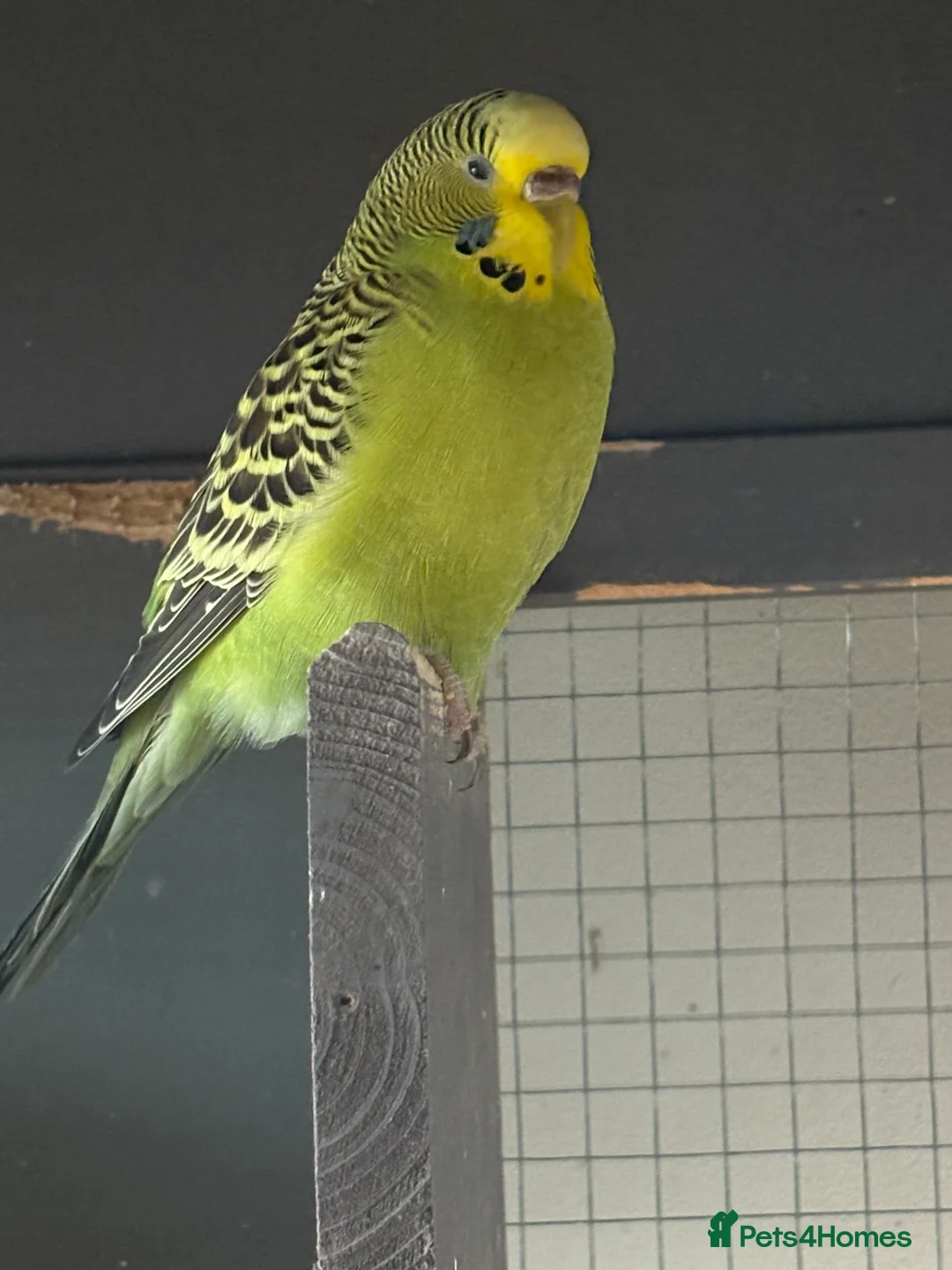 Budgerigars birds for sale: Young Budgies for sale - Advert 20