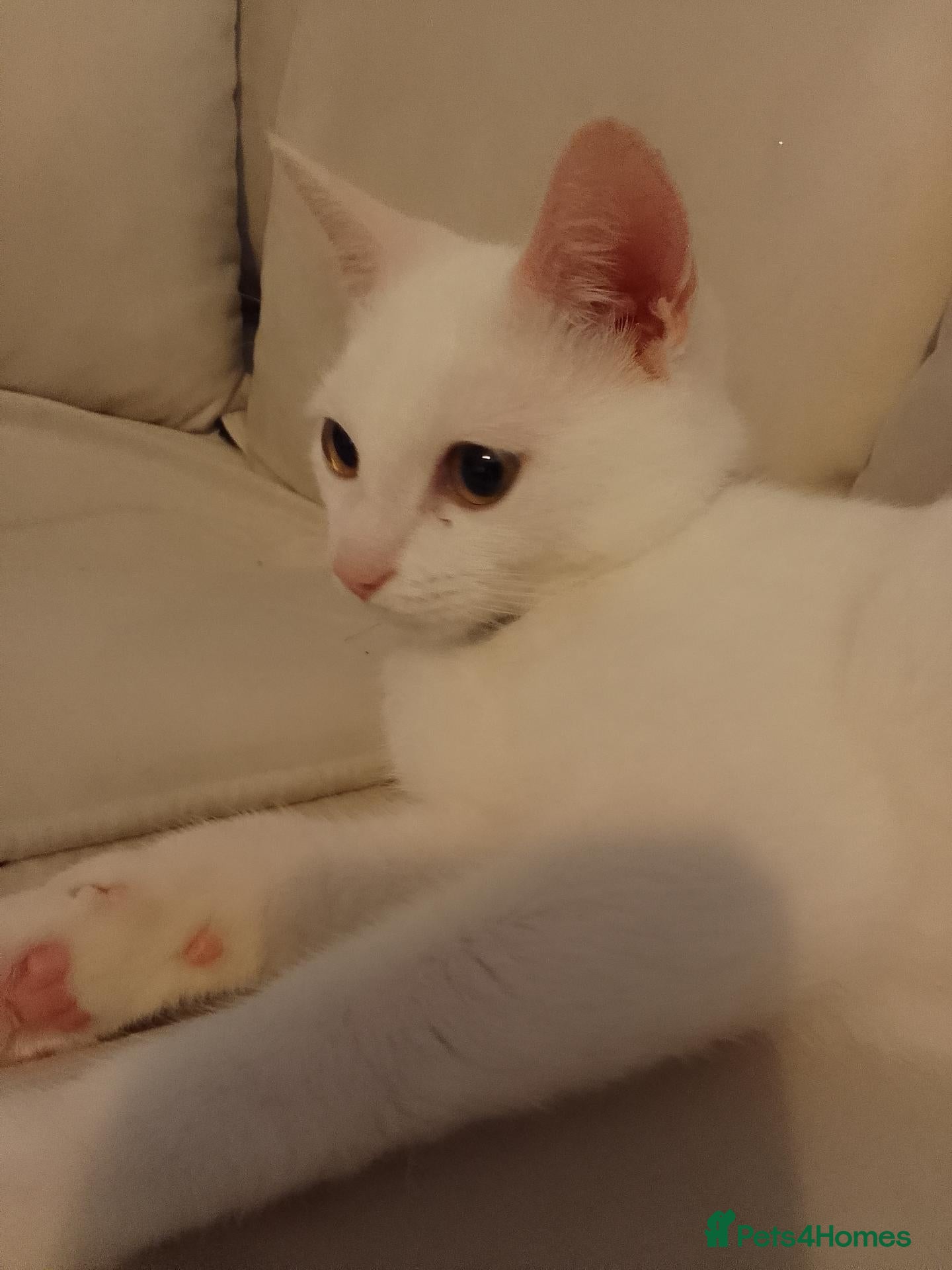 Mixed Breed cats Moonlight  - Advert 1