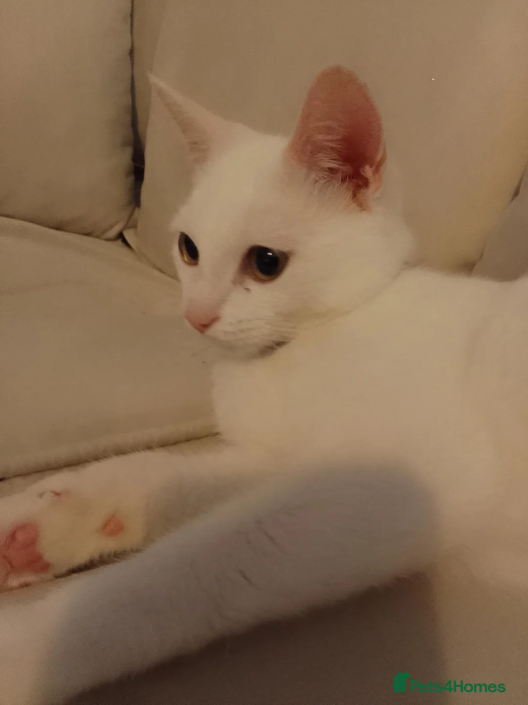Mixed Breed cats for sale: Moonlight  in Burton-on-Trent - Advert 1