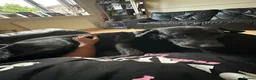 Labrador Retriever dogs for sale: Loving Labrador Looking for His Forever Home in London - Advert 2