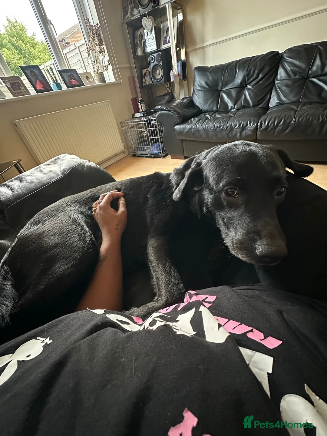 Labrador Retriever dogs for sale: Loving Labrador Looking for His Forever Home in London - Advert 2